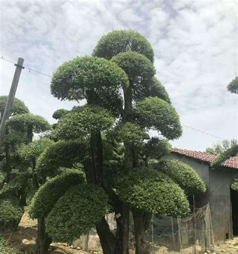 柏树风水|柏树在风水中的寓意及其家庭种植的影响